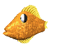 goldfish_rest_mc.gif