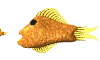 goldfish_eat_mw.gif