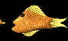 goldfish_eat_mb.gif