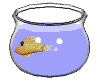 goldfish_bowl_swim_mw.gif