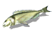 fishflop_sw.gif