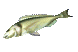 fishflop_sc.gif