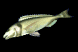 fishflop_sb.gif