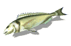 fishflop_mw.gif