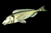 fishflop_mb.gif