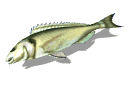 fishflop_lw.gif