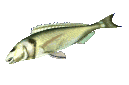 fishflop_lc.gif