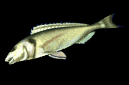 fishflop_lb.gif