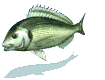fish_swim_mw.gif