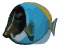 emperor_fish_swimming_sw.gif
