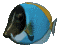 emperor_fish_swimming_sc.gif