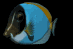 emperor_fish_swimming_sb.gif