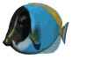 emperor_fish_swimming_mw.gif