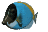 emperor_fish_swimming_mc.gif