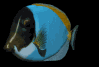emperor_fish_swimming_mb.gif