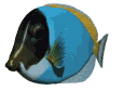 emperor_fish_swimming_lw.gif