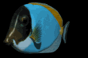 emperor_fish_swimming_lb.gif
