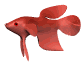 cartoon_beta_swimming_sw.gif