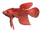 cartoon_beta_swimming_sc.gif