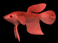 cartoon_beta_swimming_sb.gif