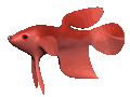 cartoon_beta_swimming_mc.gif