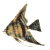 angelfish_swim_sw.gif
