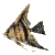 angelfish_swim_sc.gif