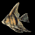 angelfish_swim_sb.gif