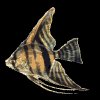 angelfish_swim_mb.gif