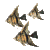 angelfish_school_sc.gif