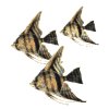 angelfish_school_mw.gif