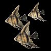angelfish_school_mc.gif