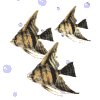 angelfish_bubbles_mw.gif
