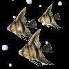 angelfish_bubbles_mc.gif