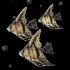 angelfish_bubbles_mb.gif