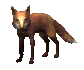 red_fox_looking_sc.gif
