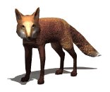 red_fox_looking_lw.gif