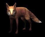 red_fox_looking_lb.gif