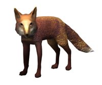 red_fox_looking_hr.jpg