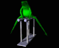 frognastics_sb.gif