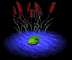 frog_in_pond_in_pond_sb.gif