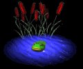 frog_in_pond_in_pond_mb.gif
