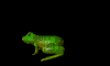 frog_hop_mb.gif