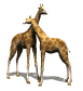 giraffes_rub_necks_sw.gif