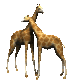 giraffes_rub_necks_sc.gif
