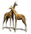 giraffes_rub_necks_mw.gif