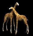 giraffes_rub_necks_mc.gif
