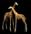 giraffes_rub_necks_mb.gif