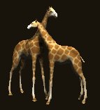 giraffes_rub_necks_lc.gif