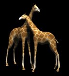 giraffes_rub_necks_lb.gif